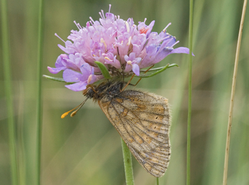 Euphydrias aurinia debilis